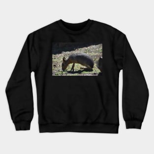 Patagonian Cavy Crewneck Sweatshirt